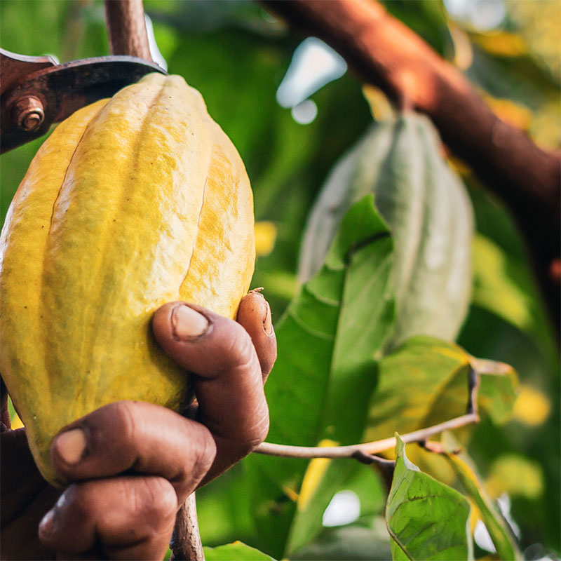 Cocoa-plant2 Cocoa-plant2