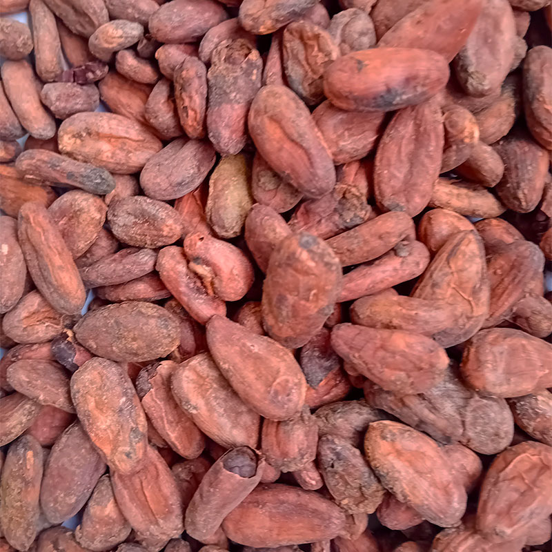 Cocoa close up
