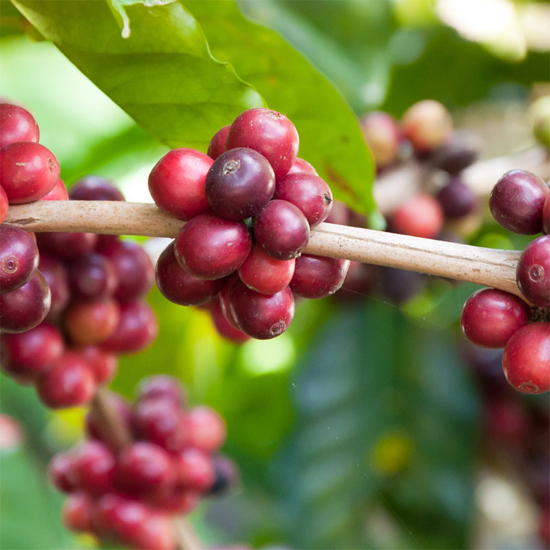 Coffe-plant Coffee<br />